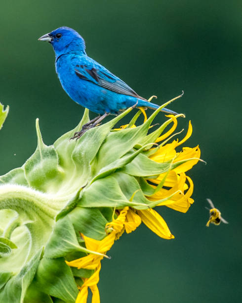 istock Indigo Bunting Bird on sunflowers 1258032713