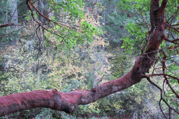 istock The Red Wood 1258033380