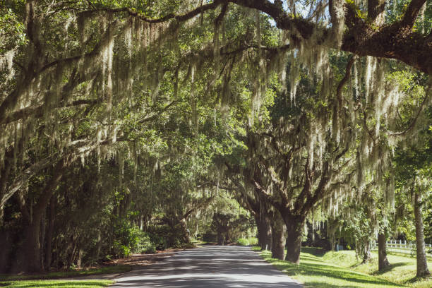 istock Live Oaks and Moss Lined Drive 1258036425