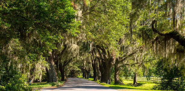 istock Live Oaks and Moss Lined Drive 1258036476