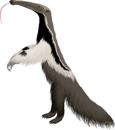 Ilustración de Ilustración Vectorial De Dibujos Animados De Anteater Gigante y más Vectores Libres de Derechos de Oso hormiguero - iStock Ilustración de Ilustración Vectorial De Dibujos Animados De Anteater Gigante y más Vectores Libres de Derechos de Oso hormiguero - iStock