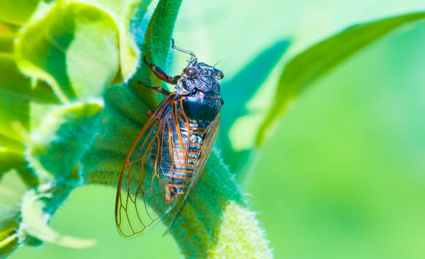 istock big cicada sit on a sunflower stem 1258038015