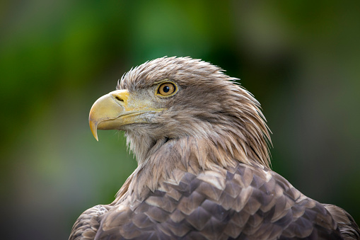 Wildlife closeup of beautiful white-tailed eagle (haliaeetus albicilla) seen in its habitat in Polish mountains. The dangerous predator watches in search of food