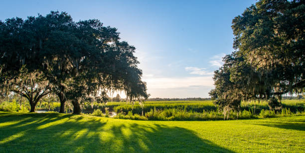 istock Live Oaks and Spanish Moss 1258042578