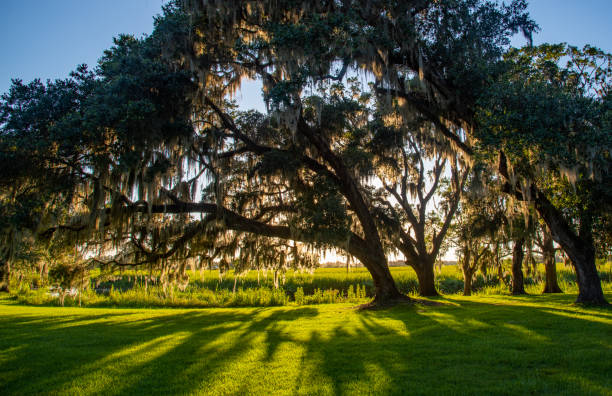 Live Oaks and Spanish Moss Live Oaks and Spanish Moss live oak tree stock pictures, royalty-free photos & images