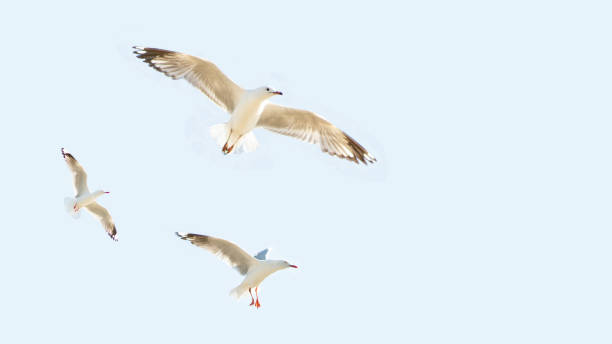 стадо чаек группы птиц на фоне голубого неба равнине - australian seagull стоковые фото и изображения