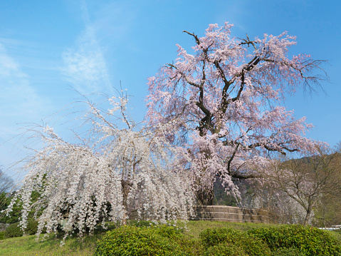 It is a cherry blossom in the Maruyama Park of Kyoto, Japan