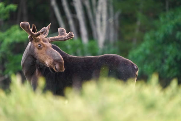istock Bull Moose in a Summer Meadow 1258046535