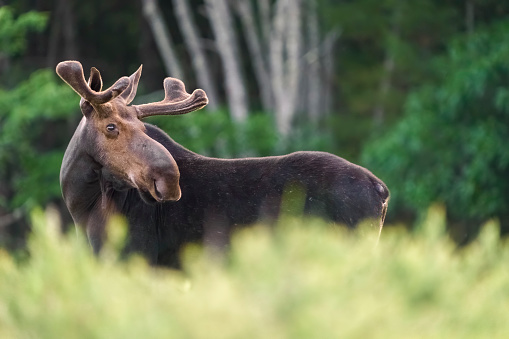 Moose (Alces alces) male in a forest meadow in summer. Maine