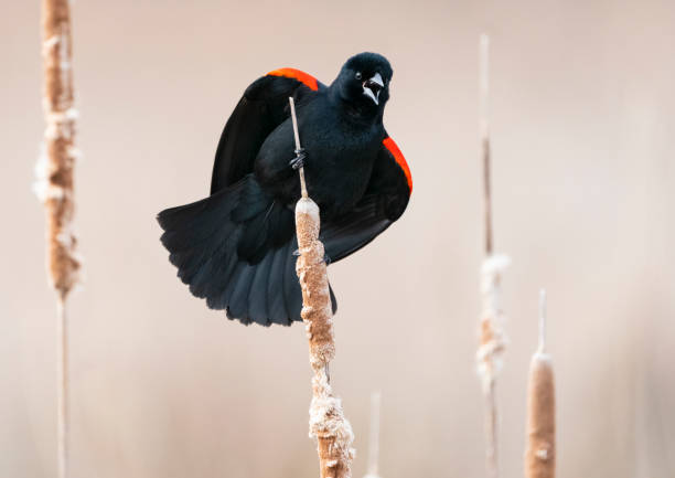 A Red-winged Blackbird perched on a wetland cattail. Light colored background with light rain.
