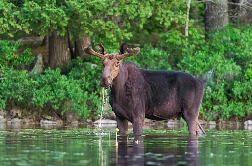 Moose (Alces alces) Bull feeding on lily pads, Maine