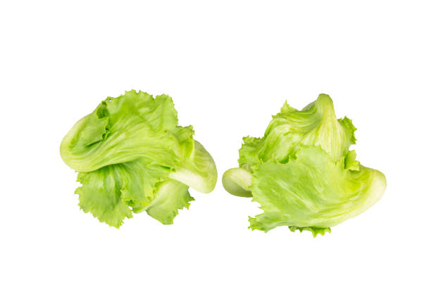 Two fresh organic frillice iceberg lettuces on isolated white background