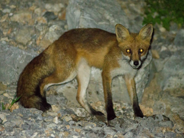 istock Fox night vision on Cerje in Slovenia 1258050376