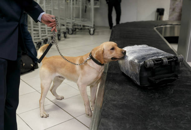 Drug detection labrador dog at the airport searching drugs in the luggages. stock photo