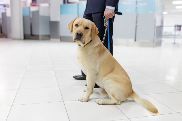 Image of a Labrador dog looking at camera, for detecting drugs at the airport standing near the customs guard. stock photo