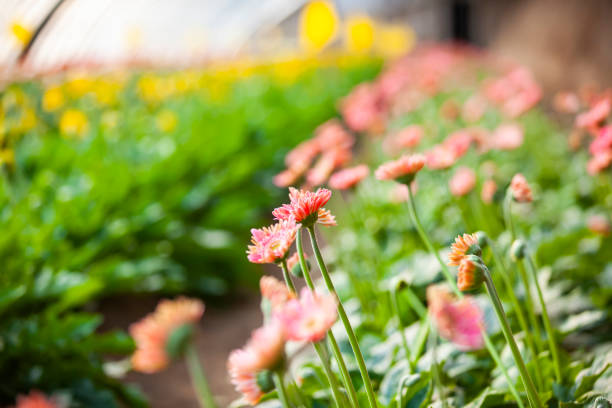 istock African chrysanthemum blooms 1258051404
