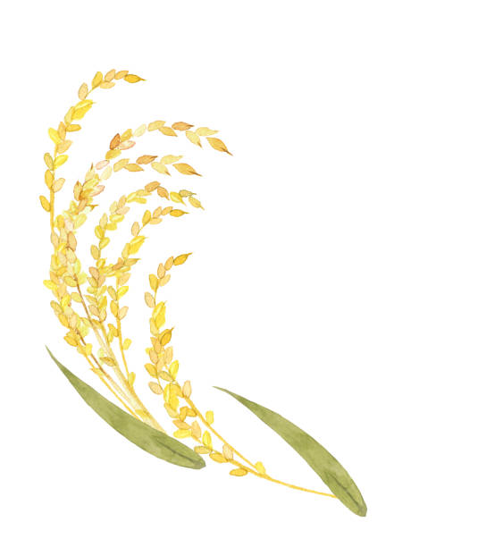 ilustrações, clipart, desenhos animados e ícones de planta de arroz de aquarela - rice white rice backgrounds cereal plant