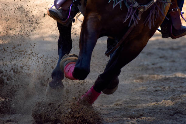 horse running at full gallop - rodeo cowboy motion horse stock-fotos und bilder