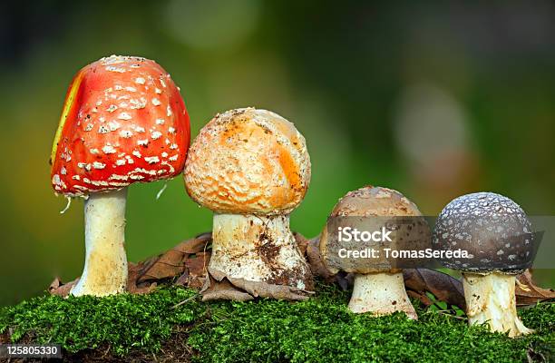 니체 4 Toadstools Moss 0명에 대한 스톡 사진 및 기타 이미지 - 0명, 4가지 개체, 가을