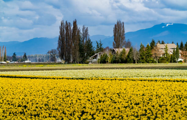 istock Yellow Daffodils Fields Flowers Skagit Valley Washington State 1258053561