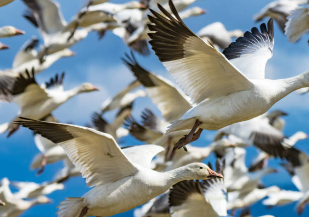 istock Snow Geese Flying Skagit Valley Washington 1258054190