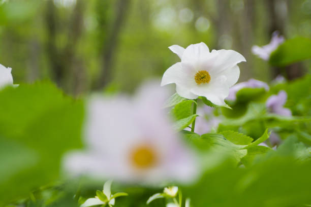 istock Beautiful white flowers blooming in spring mountains 1258054195