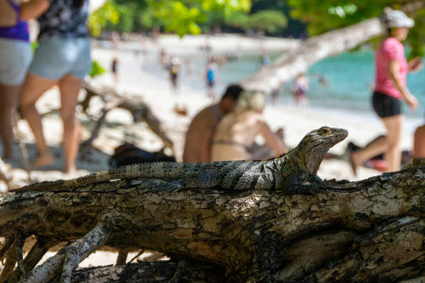 istock A Costa Rican iguana basks in the sun on the beach 1258054281