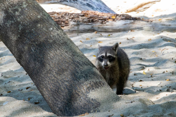 A raccoon comes to the beach