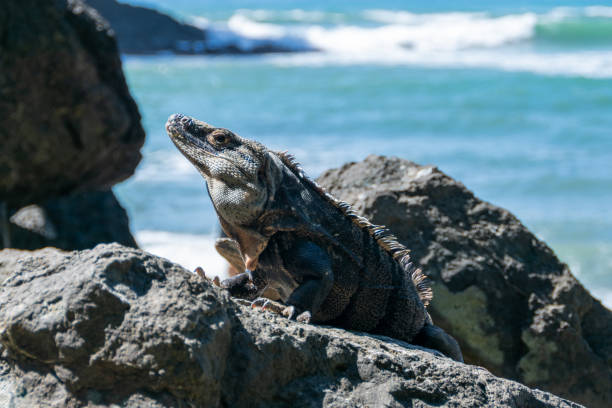 istock A Costa Rican iguana basks in the sun on the beach 1258054318