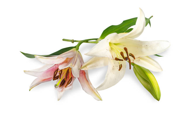 istock Beautiful lily flower pink, white with copy space isolated on white background. 1258055460