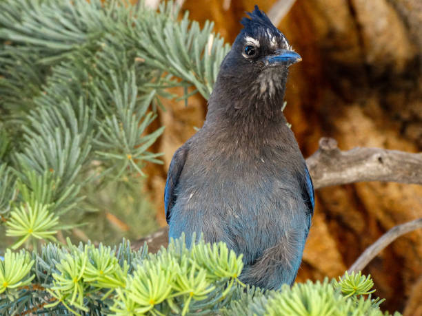 istock Black and blue bird Steller's Jay Cyanocitta 1258056240
