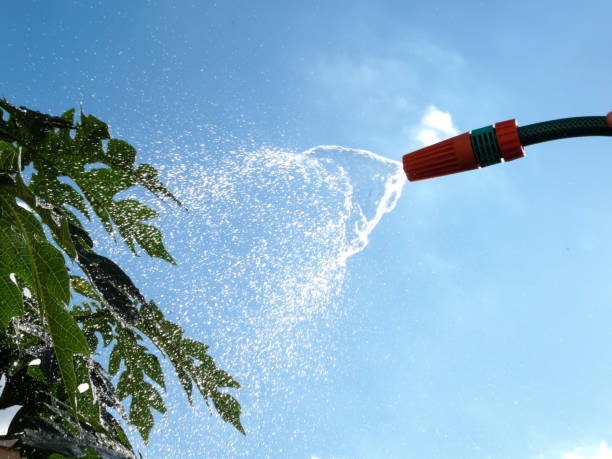 Watering a plant with a hose
