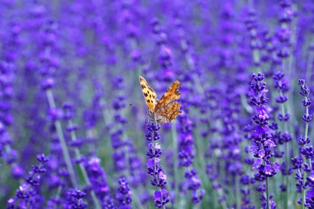 istock Beautiful flower garden 1258057156