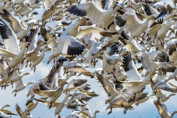 istock Many Snow Geese Flying Skagit Valley Washington 1258059755