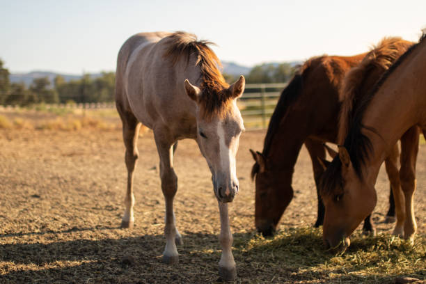 istock Horses in field on ranch in Summer 1258061381