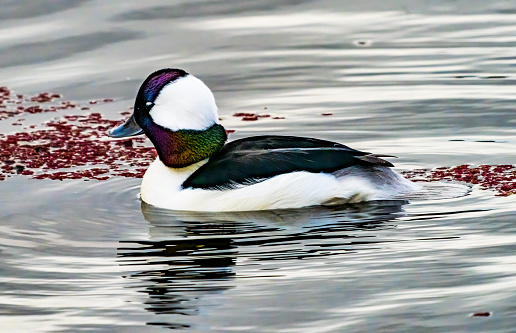 Male Bufflehead Duck Lake Washington Juanita Bay Park Kirkland  Washington. Native to North America