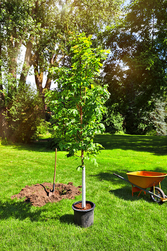 Planting a maple tree in backyard
