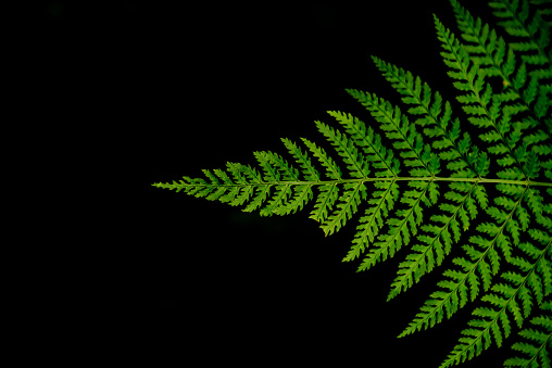 green fern on black background