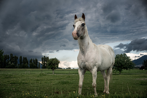 white horse stands in field with storm clouds above