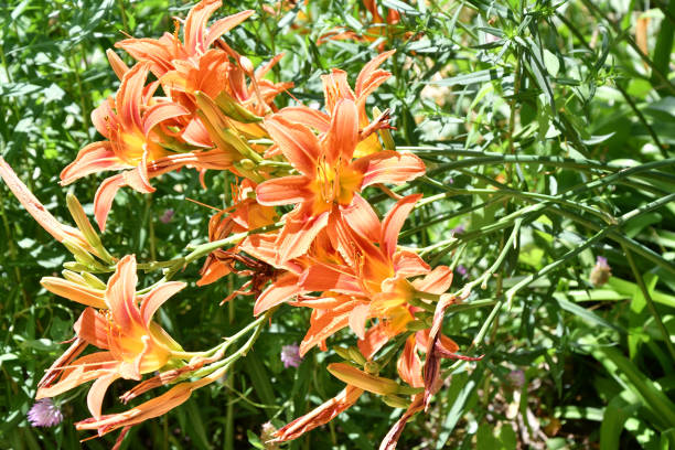 istock Garden Lily Orange color 1258067273