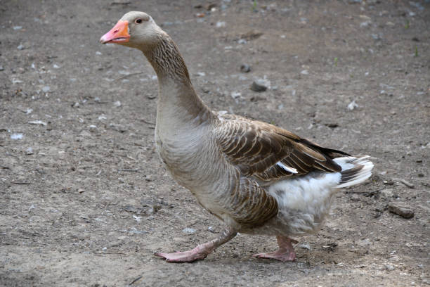 istock Geese on the farm 1258067365