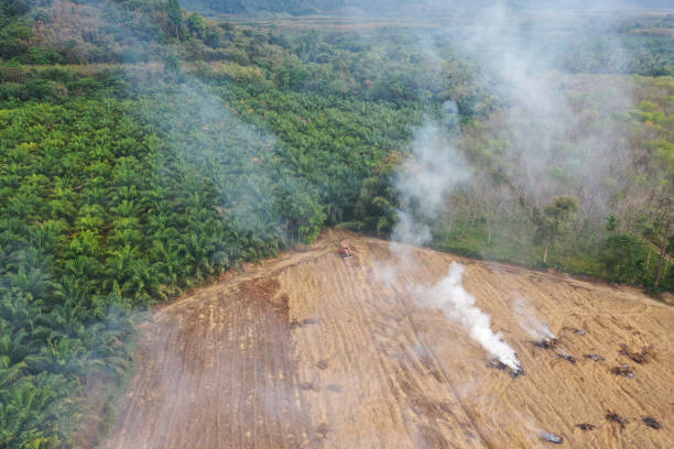 Deforestation and fire as rainforest burned to make way for oil palm plantation Deforestation environmental problem. Cutting down and burning rainforest. Fire and smoke causes carbon emissions leading to climate change. Land clearing for palm oil industry deforestation stock pictures, royalty-free photos & images