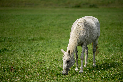 white horse grazing in field