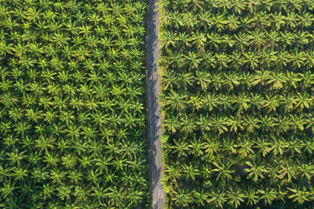 Oil palm plantation - fotografia de stock