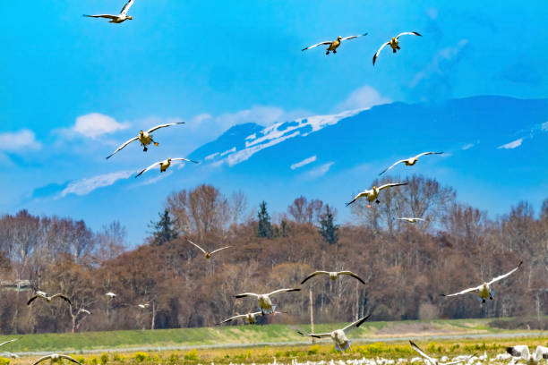 istock Snow Geese Flying Mountains Skagit Valley Washington 1258068288