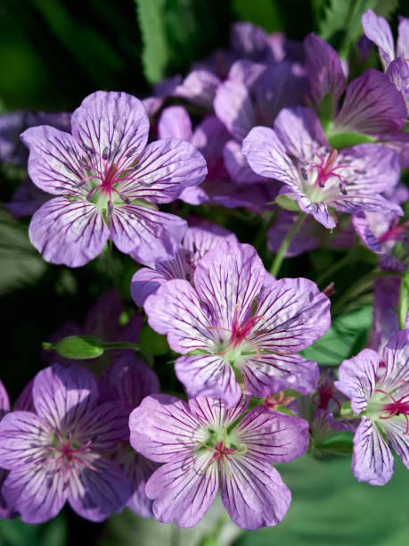 istock Delicate wild violet-blue flowers of himalayan cranesbill (Geranium himalayense). 1258068307