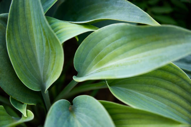 istock matte green  hosta leaves, large fresh green  leaves (hostas, plantain lilies, giboshi). 1258068904