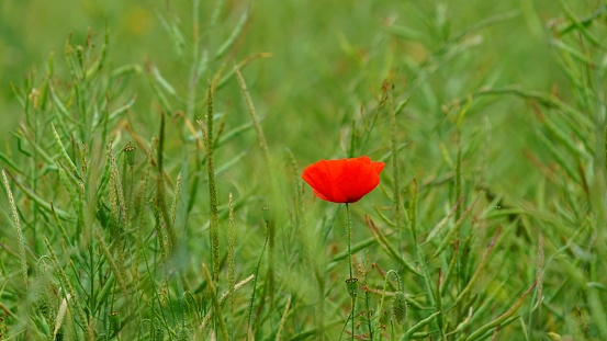 A beautiful single red poppy in a field of corn, looking vibrant