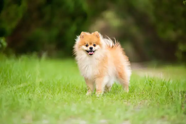 Pomeranian adult dog outside on green grass