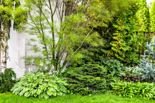 istock Landscaping of the backyard 1258069083